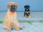 Le Bullmastiff : Caractère et alimentation de la race race de chien Bullmastiff
