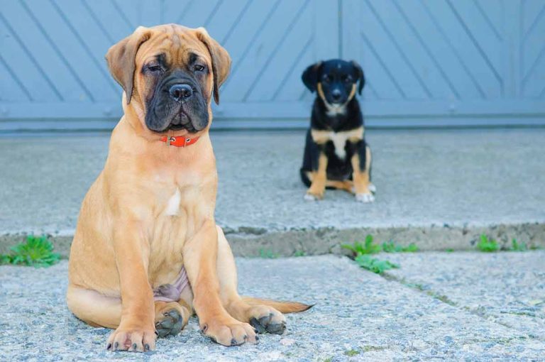 Le Bullmastiff : Caractère et alimentation de la race