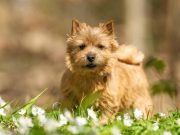 Le Norwich Terrier : Caractère et alimentation de la race race de chien Norwich Terrier