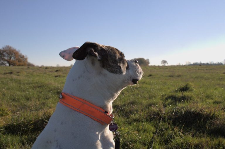 Comment éduquer un Bouledogue Américain ?