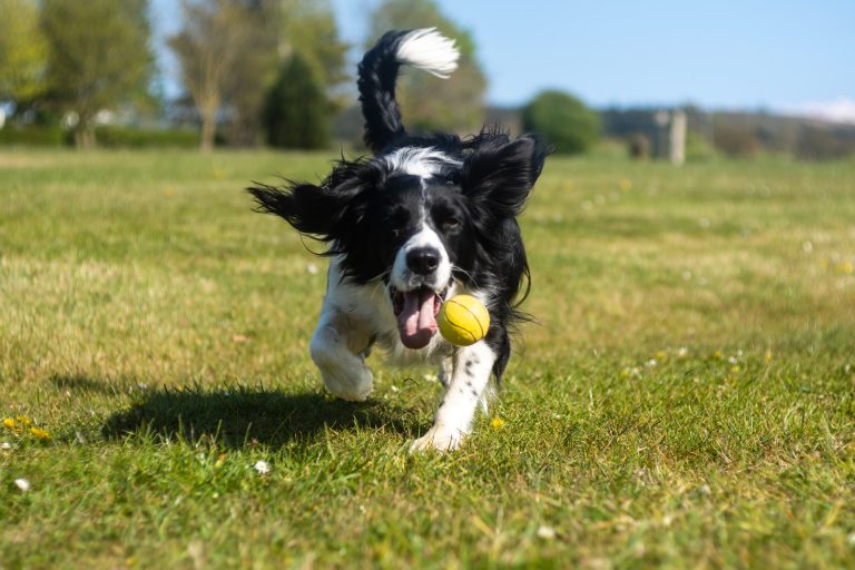 Comment apprendre à mon chien à effectuer des tours ?