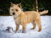 Le Cairn Terrier : caractère et alimentation de la race Cairn Terrier