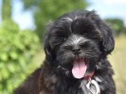 Le Bichon Havanais : caractère et alimentation de la race Bichon Havanais