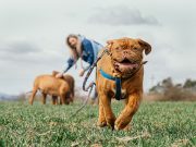 Comment les sorties impactent la vie de votre chien ? le Mastiff