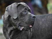 Le Cane Corso : caractère et alimentation de la race cane corso