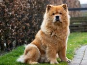 Le Chow Chow : caractère et alimentation de la race chow chow