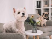 Les races de chiens les plus adaptées pour une vie en appartement rendre un chien d'appartement heureux