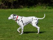 Le Dalmatien : Caractère et alimentation de la race dalmatien