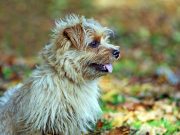 Le Norfolk Terrier : caractère et alimentation de la race Norfolk Terrier