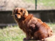 L’Épagneul Tibétain : caractère et alimentation de la race Épagneul Tibétain