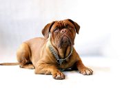 Le Dogue de Bordeaux : caractère et racine de la race Dogue de Bordeaux