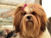 Le Lhasa Apso : caractère et alimentation de la race Lhasa Apso