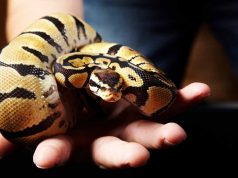 10 espèces de serpents les plus répandues dans les terrariums espèces de serpents plus répandues dans les terrariums