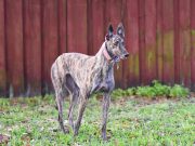 Le Greyhound : Caractère et alimentation de la race Greyhound