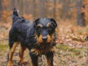 Le Jagdterrier : Caractère et alimentation de la race Jagdterrier