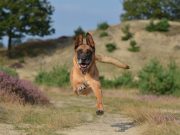 Le Berger Belge Malinois : Caractère et alimentation de la race Berger Belge Malinois