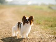 L’Epagneul Papillon : Caractère et alimentation de la race L'Epagneul Papillon