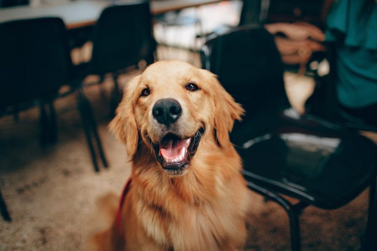 Comment discerner les expressions faciales de son chien ?