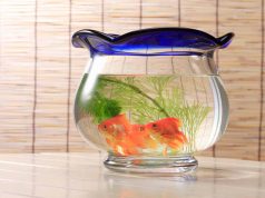 Pourquoi ne pas mettre son poisson rouge dans un bocal ? Pourquoi ne pas mettre son poisson rouge dans un bocal