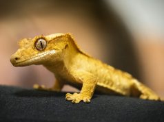 Quels sont les signes de maladie chez son reptile et que faire ? maladie reptile