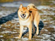 Le Shiba Inu : caractère et alimentation de la race race de chien Shiba Inu