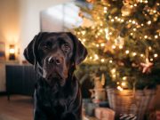 Les 8 facteurs qui pourraient attrister profondément votre chien chien et sapin