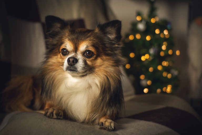 Quelles sont les races de chien les plus adaptées à la vie en appartement ?