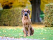 Le Rhodesian Ridgeback : caractère et alimentation de la race le Rhodesian Ridgeback