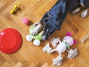 Comment dissuader votre chien de manger des objets non comestibles ? chien qui joue