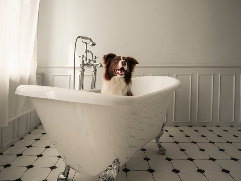 À quelle fréquence doit-on baigner son chien ?