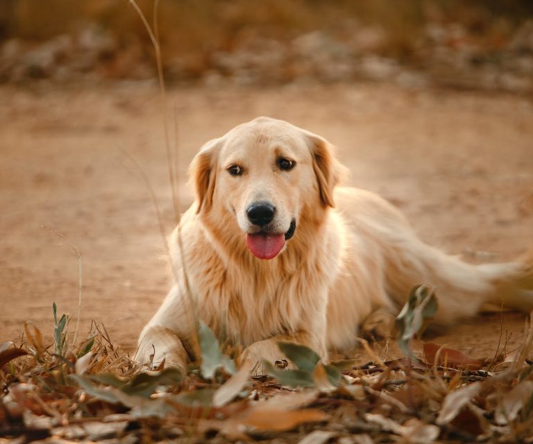 Qui sont les ennemis jurés du chien ?
