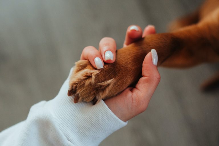 Adoption vs. Achat : quel est le meilleur choix pour avoir un chien ?