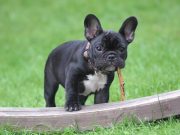 Les chiens de célébrités : Les races préférées des stars révélées ! Bouledogue Français