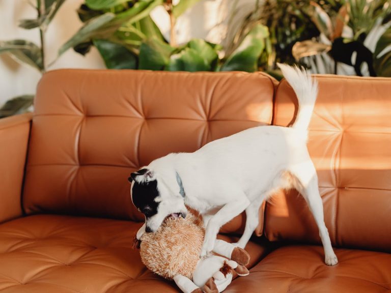 Comment empêcher mon chien de tout mordiller ?