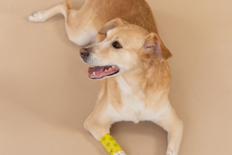 Comment soigner une blessure de son chien ?