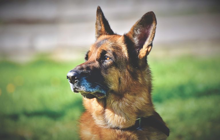 Quels sont les signes de vieillissement chez les chiens ?