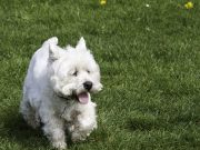 Le West Highland White Terrier : Caractère et alimentation de la race West Highland White Terrier