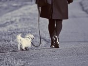 6 règles de base pour une promenade agréable et sécurisée avec votre chien