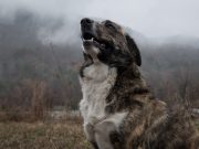 Les races de chien qui ont les aboiements les plus distincts races de chien qui ont les aboiements les plus distincts