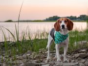 Les races de chien qui détestent les disputes : Des pacifistes à quatre pattes Beagle