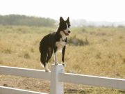 Les races de chien qui ont les caractères les plus équilibrés Border collie