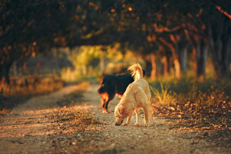 Les races de chiens les plus grandes du monde : Des géants attachants