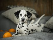 Dalmatiens : 6 faces cachées surprenantes de cette race Dalmatiens