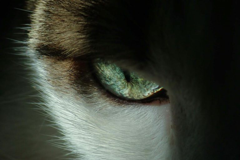 Quels sont les animaux les plus dangereux pour les hommes ?