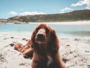 Les races de chien qui apprécient le plus la plage