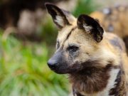 Les races de chiens qui sont les plus expressives avec leurs oreilles Plus expressives avec leurs oreilles