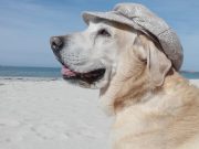 Les races de chien qui sont très photogéniques, de parfaits modèles Des chiens qui sont très photogéniques