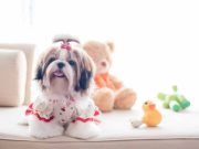 3 qualités remarquables du Shih Tzu, un compagnon formidable qualités Shih Tzu