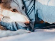 Les plus belles races de chien aux yeux ambrés