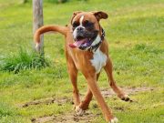 Les races de chien qui sont les plus intuitives avec leur maitre Boxer